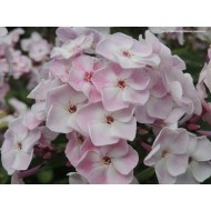 Флокс Phlox Осенний Букет